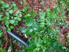 Valeriana flaccidissima