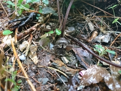 Asarum ampulliflorum