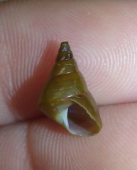 Phasianotrochus eximius