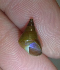 Phasianotrochus eximius