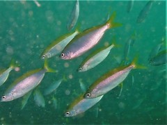 Caesioscorpis theagenes