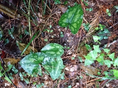 Asarum ampulliflorum