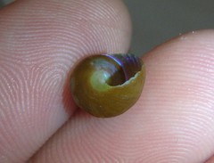 Phasianotrochus eximius