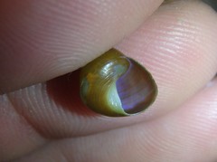 Phasianotrochus eximius