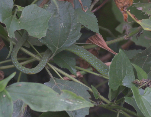 Emerald Snake