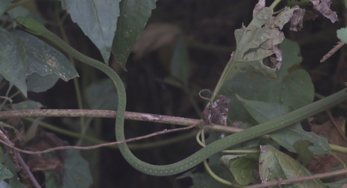 Emerald Snake