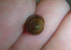 Phasianotrochus eximius