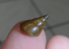 Phasianotrochus eximius