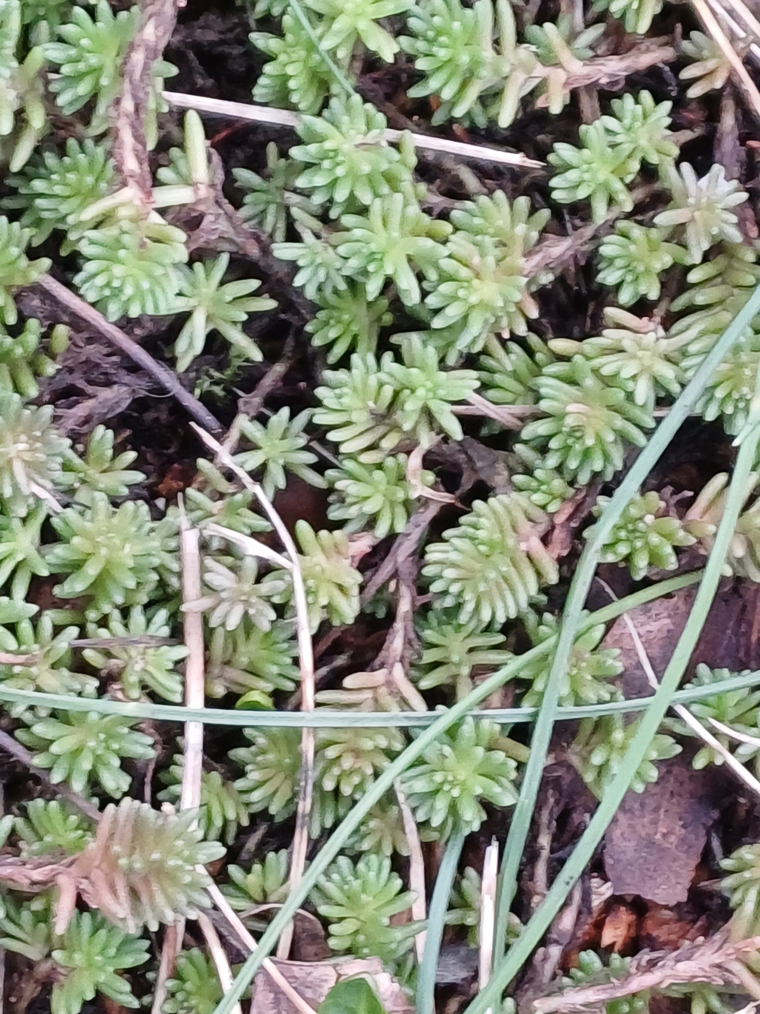 Imagem de Escadinha verde