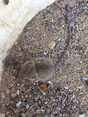 Peromyscus fraterculus