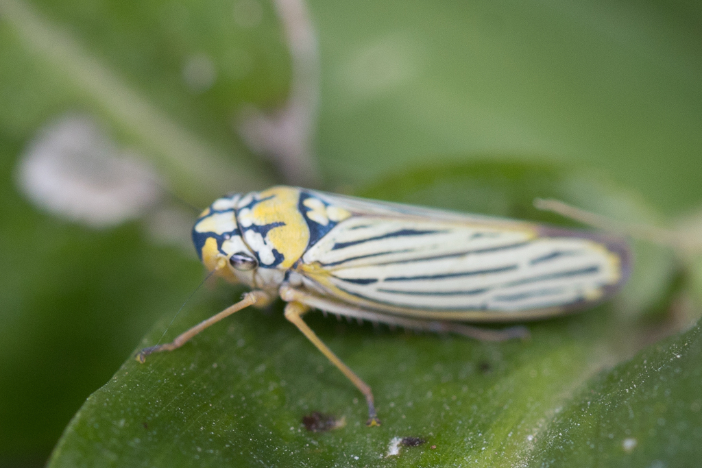 Sonesimia chinai