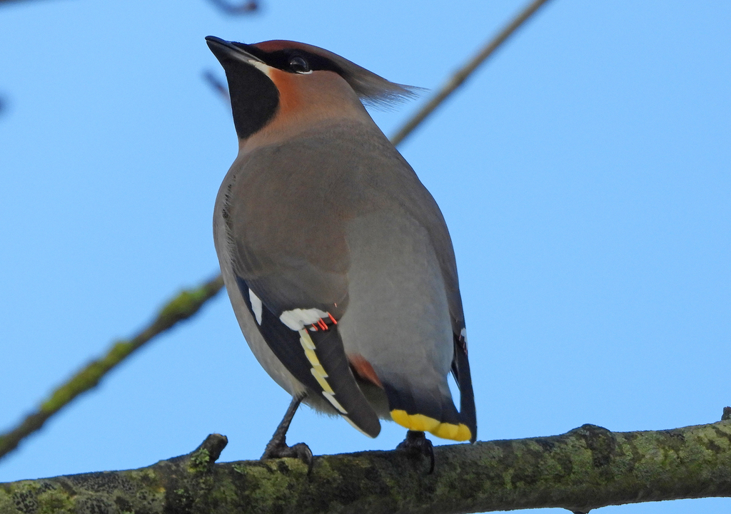 Bohemian Waxwing from Chorleywood Bottom, Chorleywood, Rickmansworth