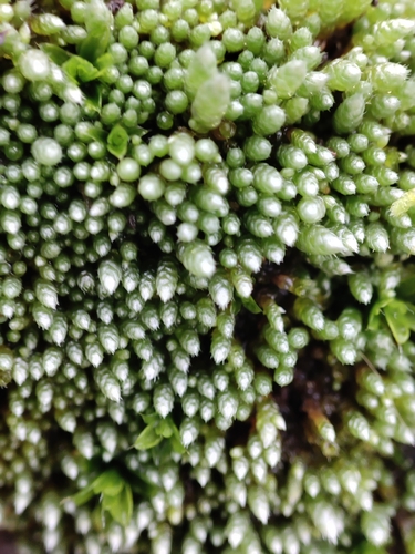 prútnik striebristý (Bryum argenteum)