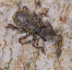 Marshallius guttatus image