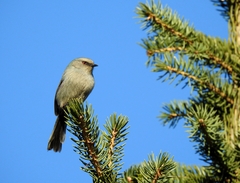 White-Browed Tit-Warbler photo 2