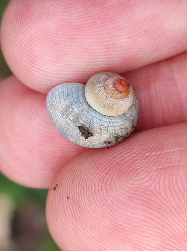 Široki poklopčar (Pomatias rivularis)