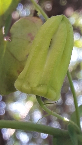 Image of Passiflora morifolia by no rights reserved