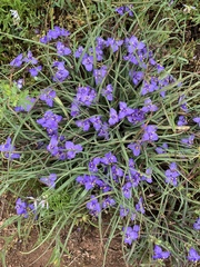 Tradescantia humilis