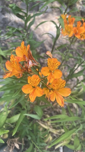 Foto de Astromelia