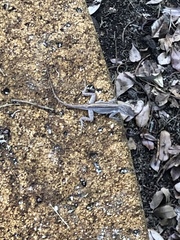 Anolis
