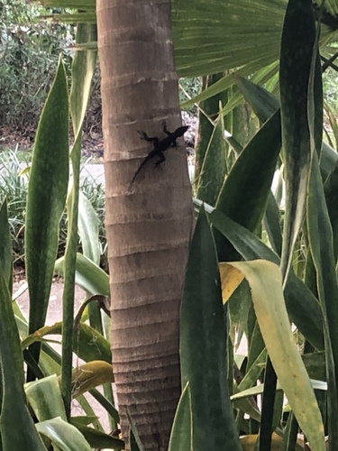 Anoles