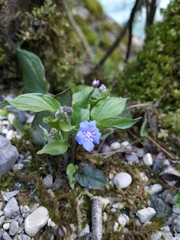 Omphalodes cappadocica