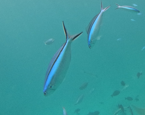 Neon Fusilier — seen at this dive site