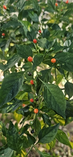 Foto de Pimenta