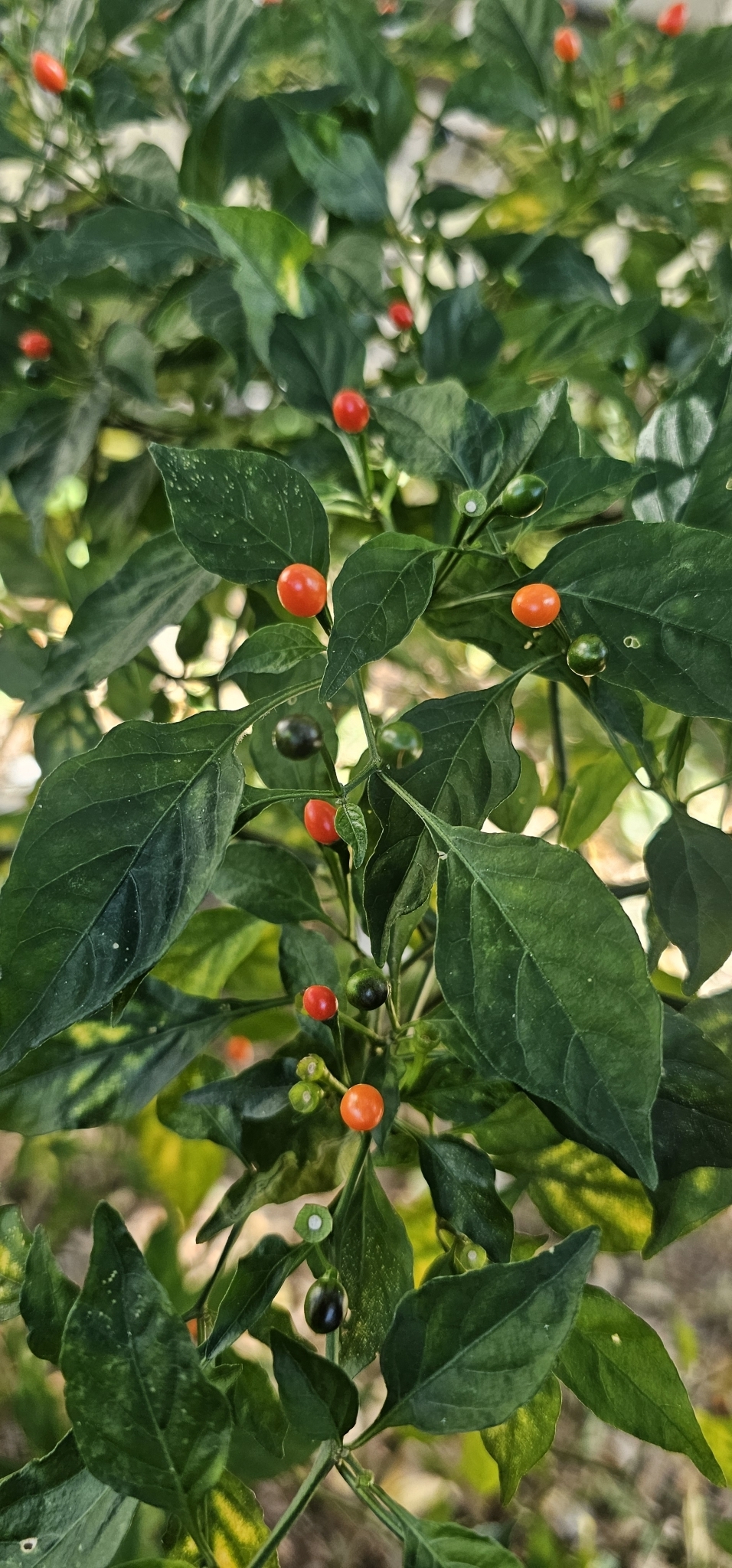 Pimenta