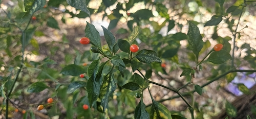 Foto de Pimenta