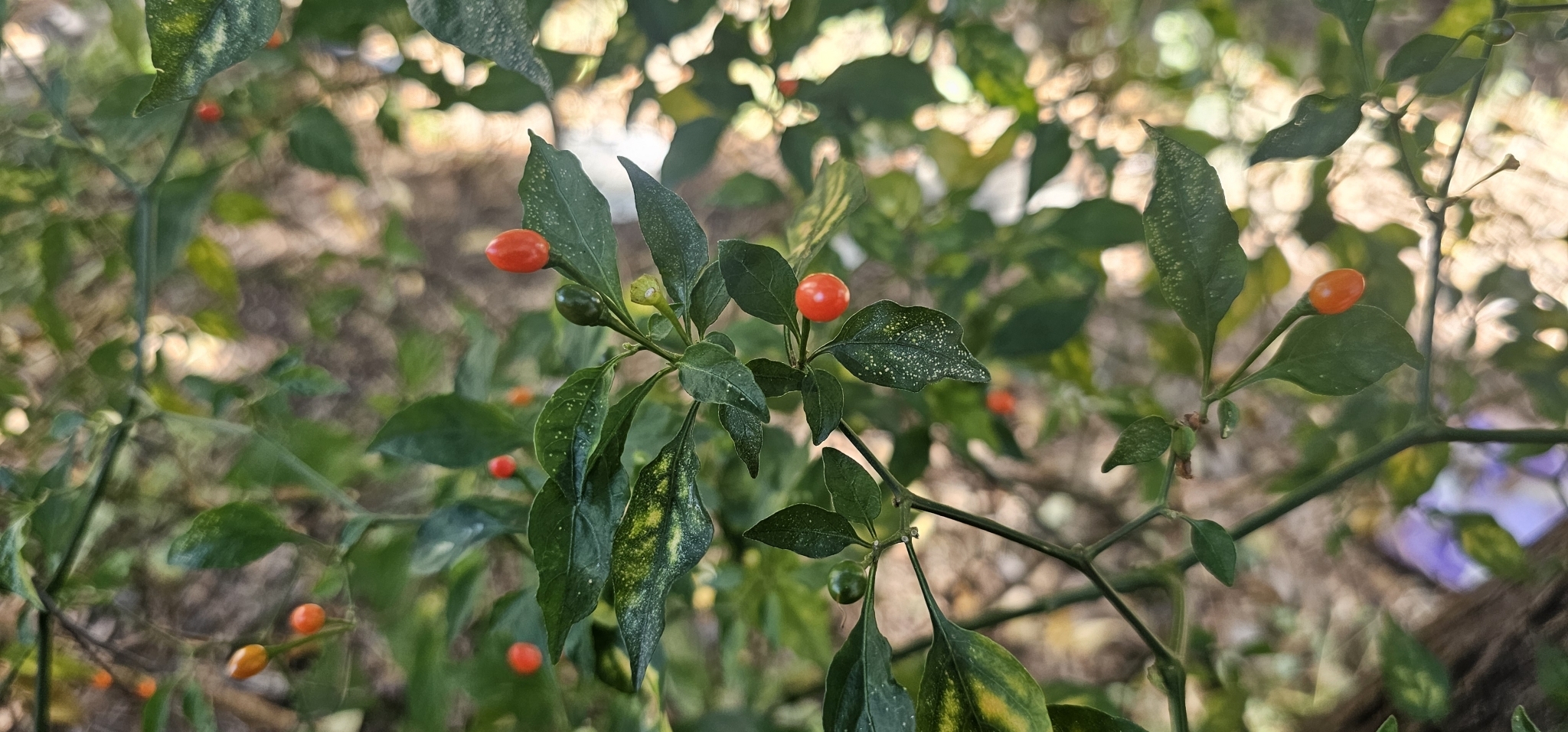 Pimenta