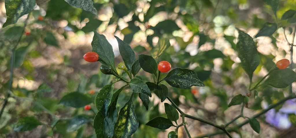 Foto de Pimenta