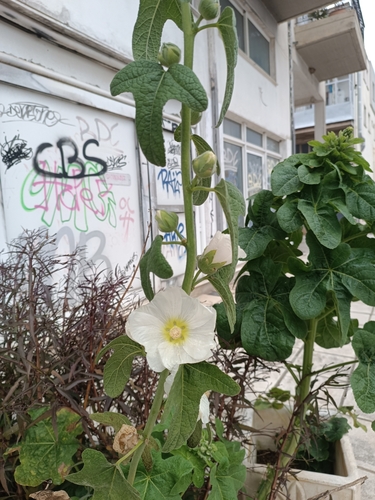 Foto de Malva-rosa