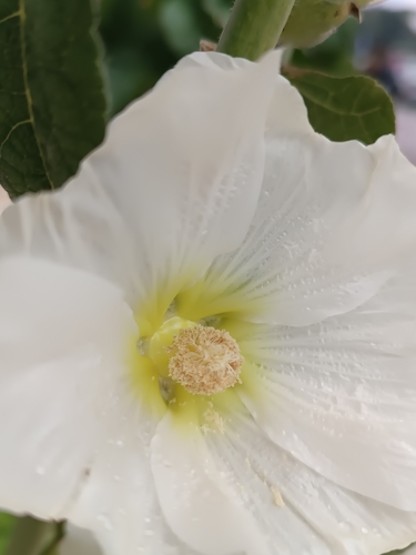 Foto de Malva-rosa