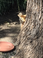 Sciurus niger