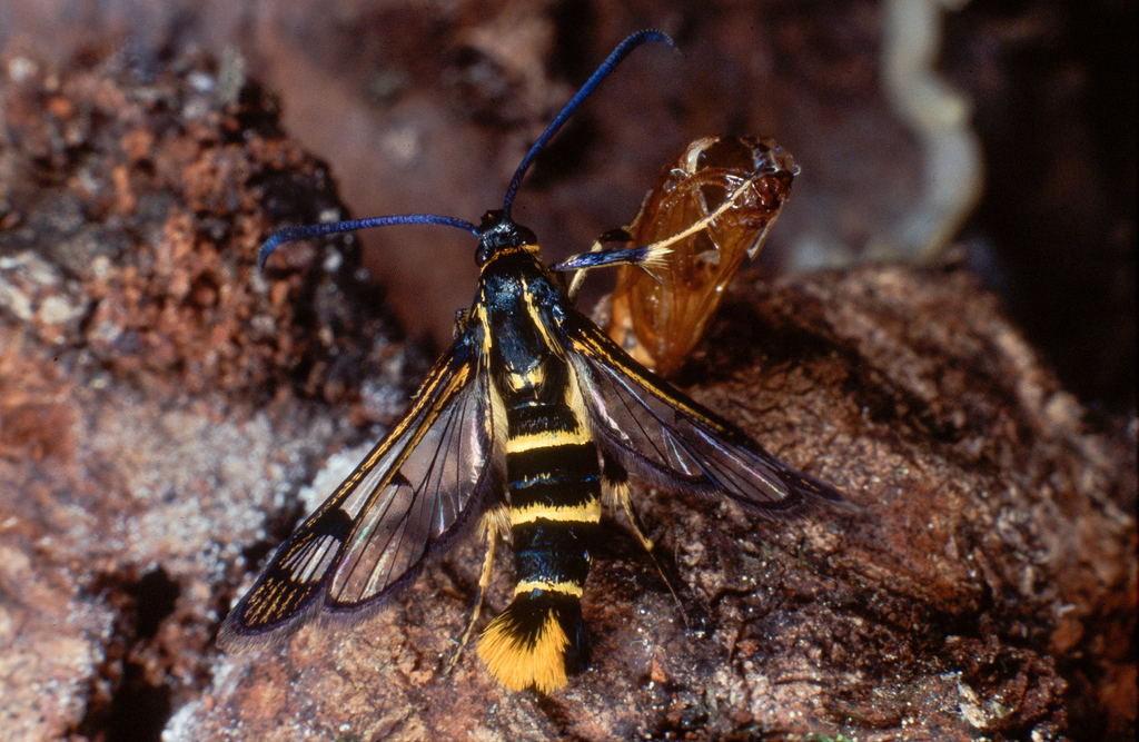 Synanthedon cephiformis