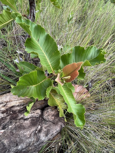 Lixeira