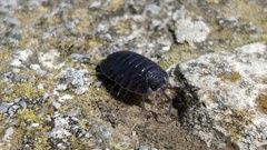 Porcellio obsoletus