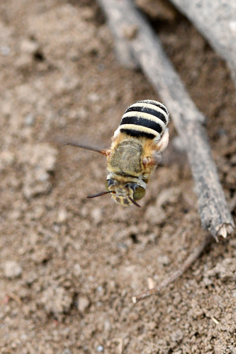 Amegilla penicula