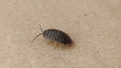 Porcellio obsoletus