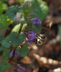 Anthophora plumipes