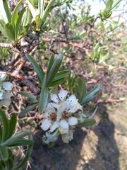 Pyrus salicifolia