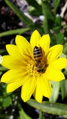 Apis mellifera