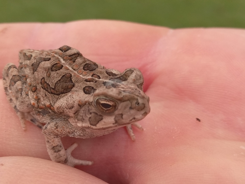 Cururu Toad