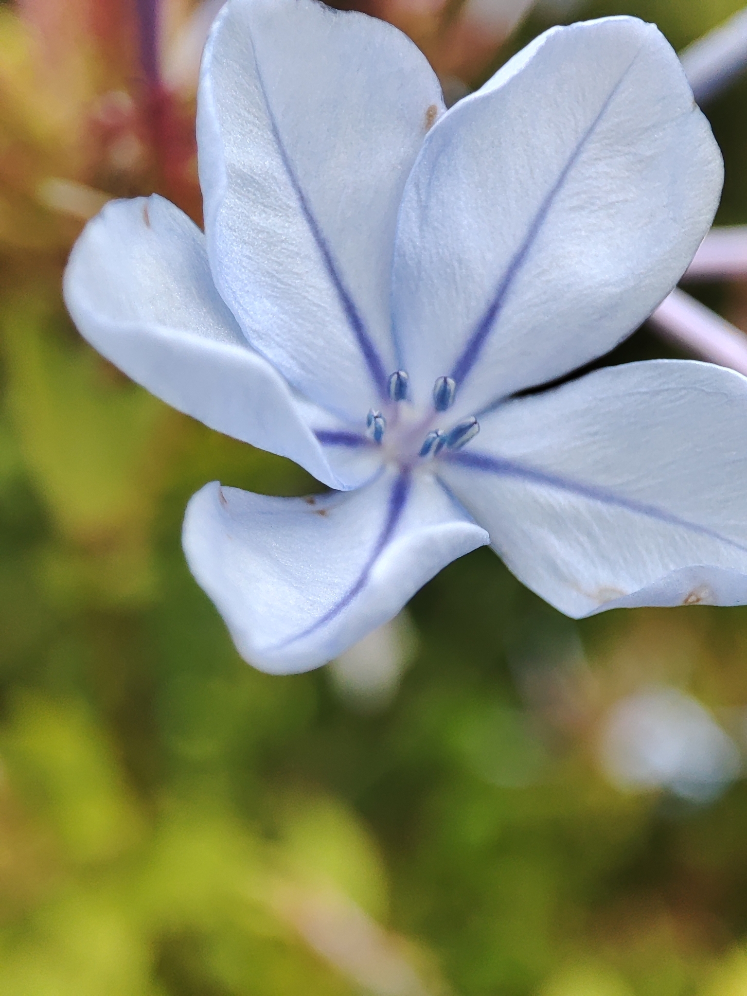 Imagem de Jasmim-azul
