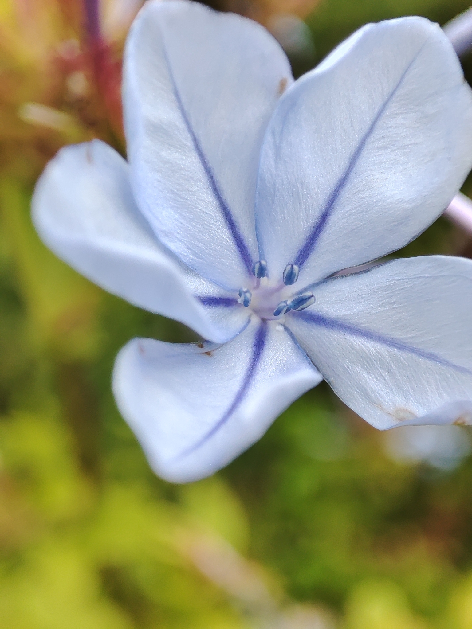 Imagem de Jasmim-azul