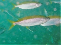 Caesioscorpis theagenes