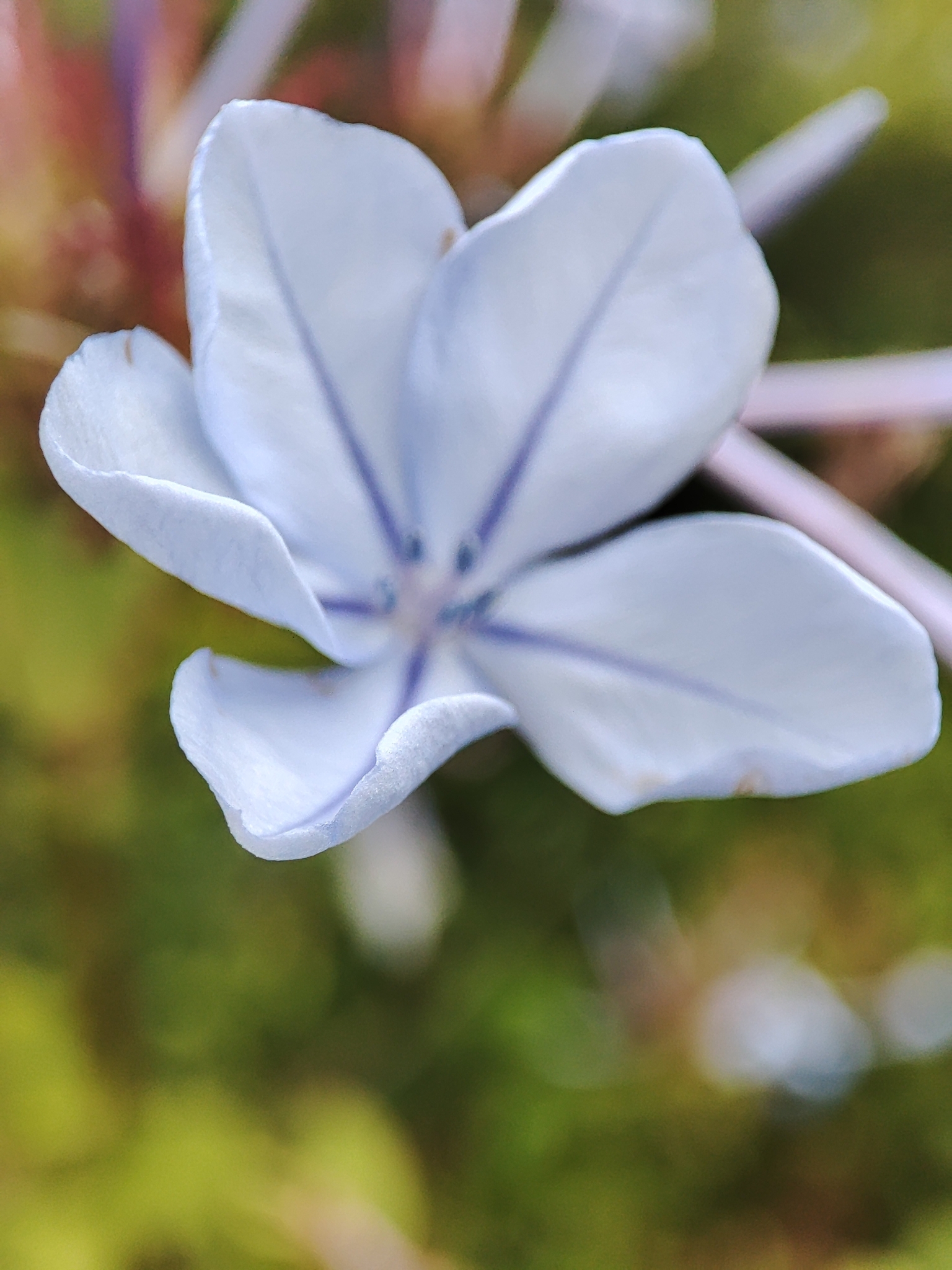Imagem de Jasmim-azul