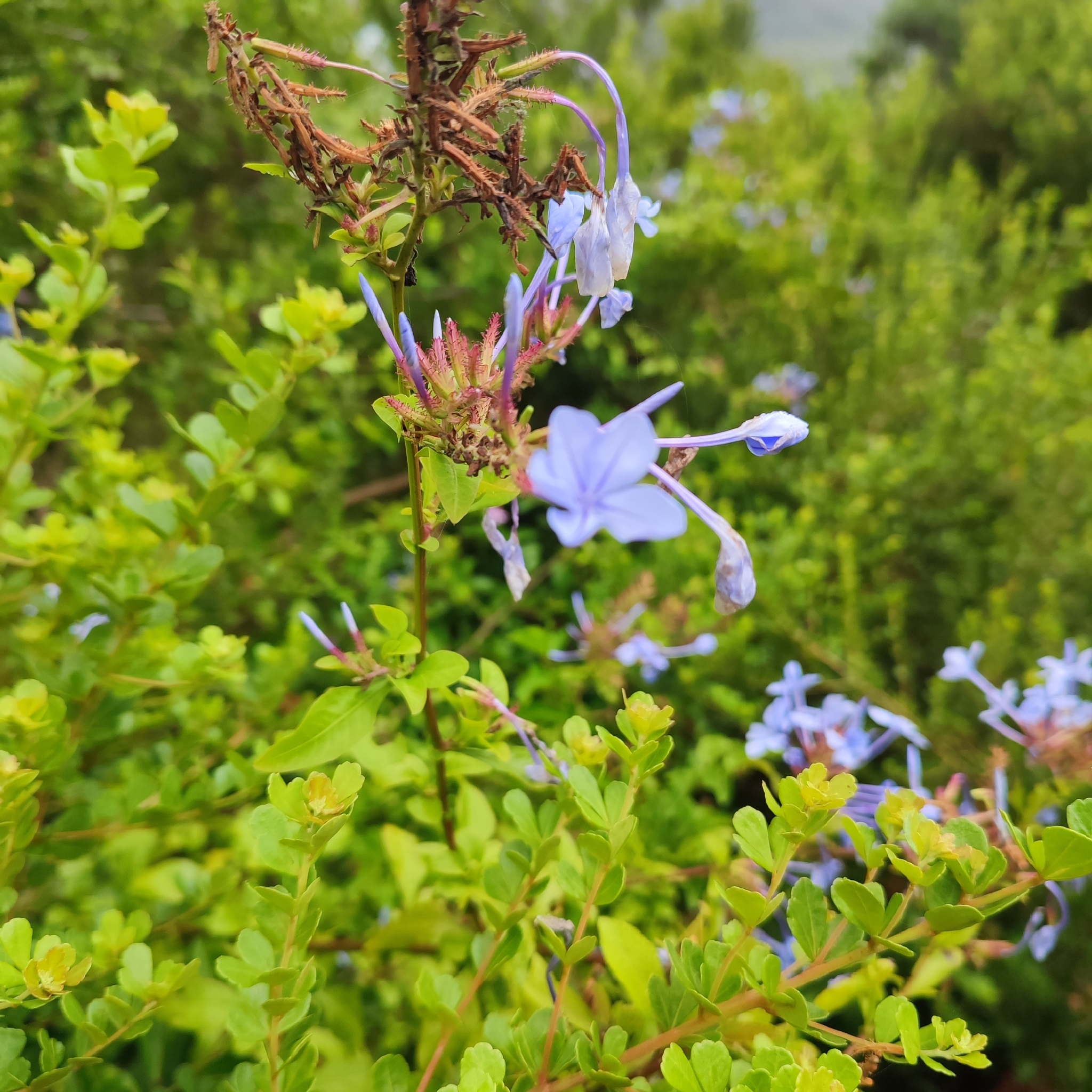 Imagem de Jasmim-azul