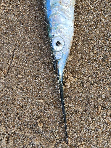Cape halfbeak (Hyporhamphus capensis) — Hemiramphidae — 4